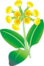 Schluesselblume.tif